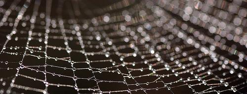 Dew Drop Spider Web (by jeffsmallwood)